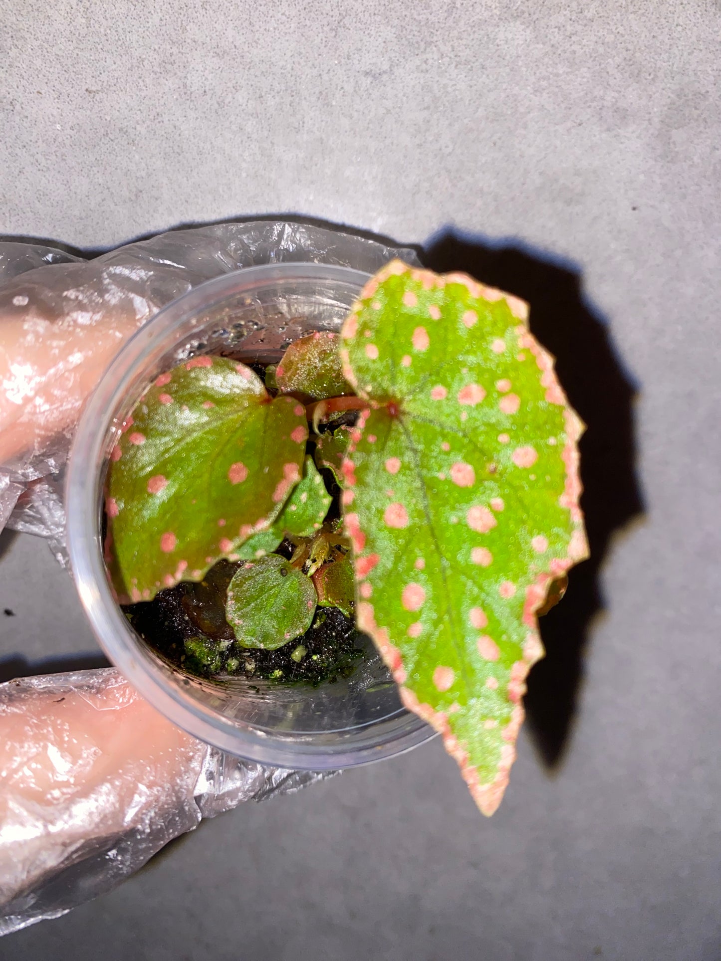 🌿 Begonia Darthvaderiana × Amphioxus
