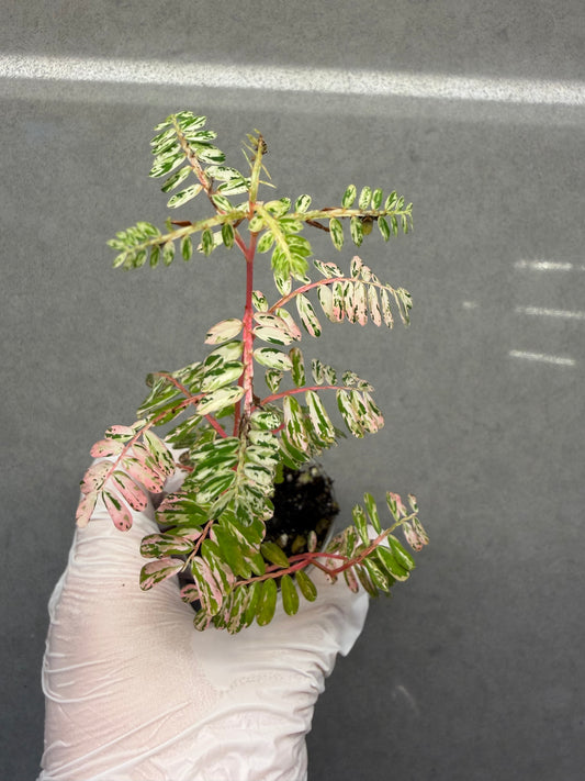 🌸Phyllanthus Urinaria Pink Variegated