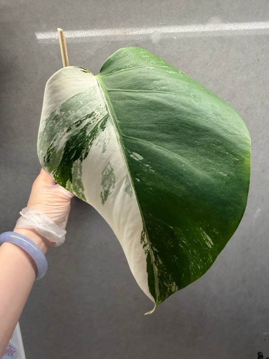 🌿Monstera Albo