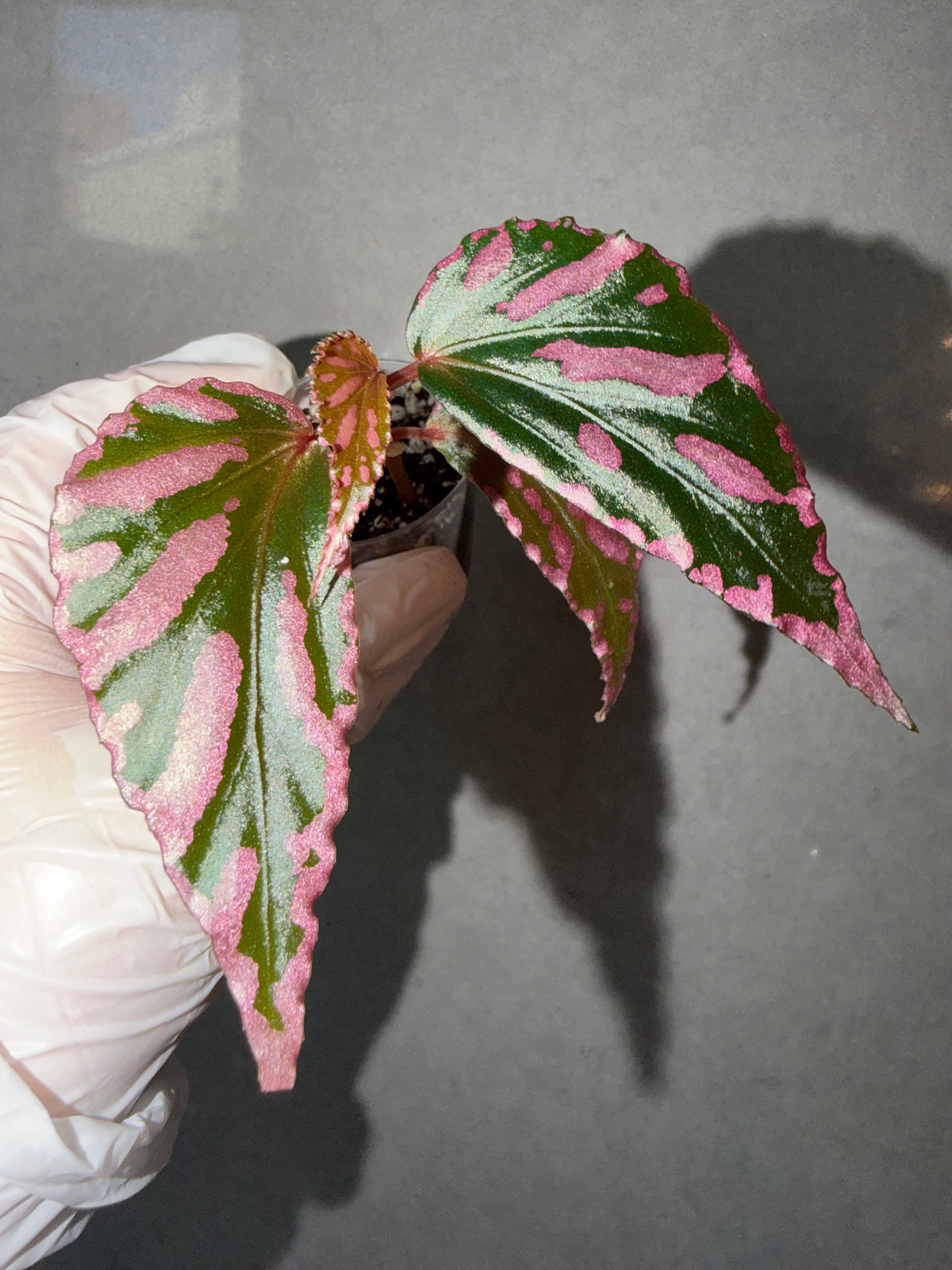 Begonia 4 Combo：sp. Julau➕ polilloensis x rajah➕ Martin Mystery➕ Robert Golden