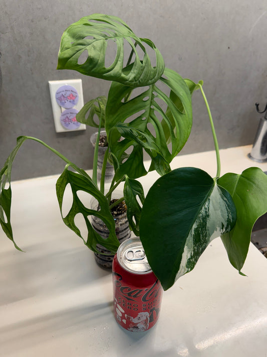 ⭐️Monstera adansonii mint variegata + Monstera esqueleto + Monstera Albo Combo