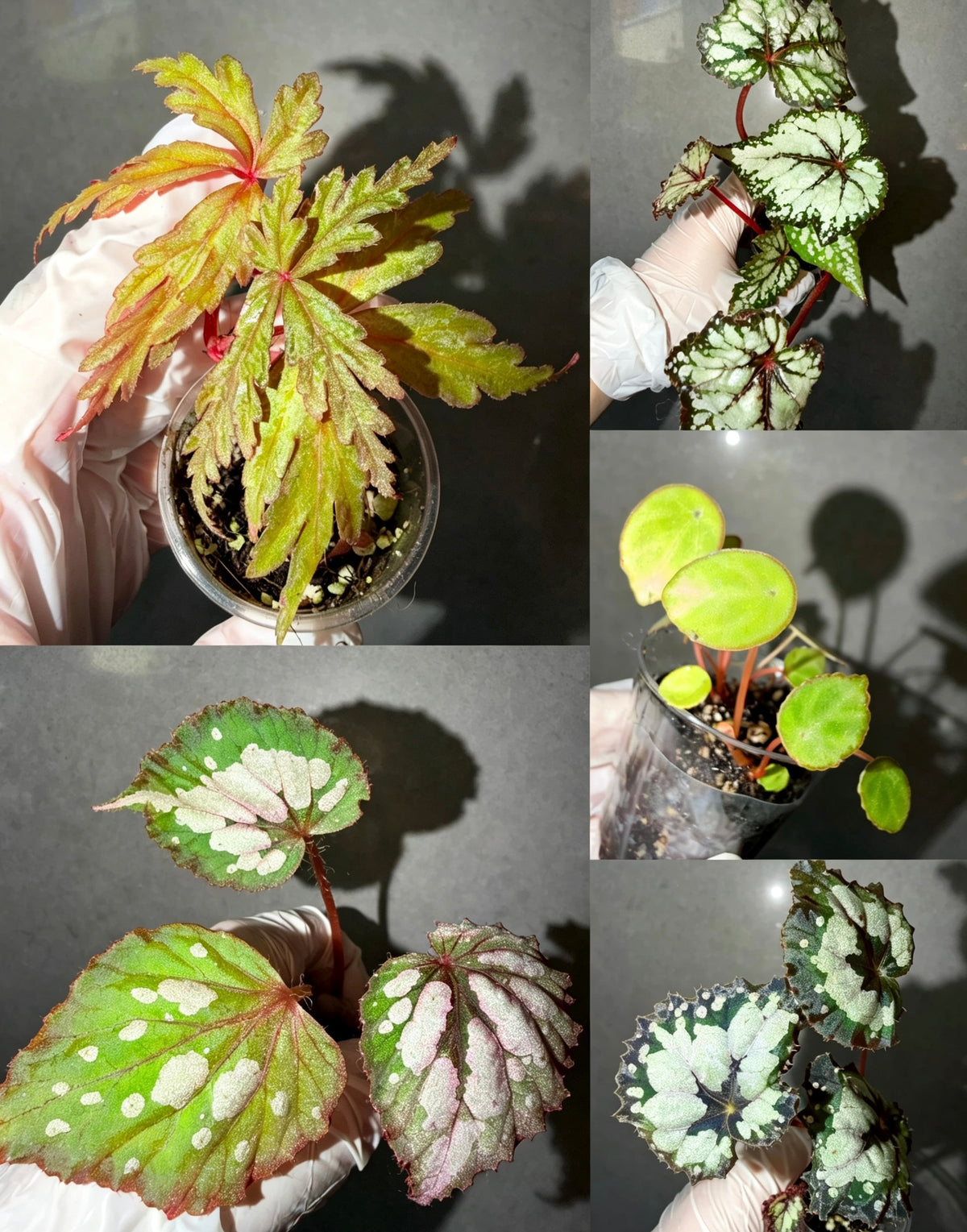 Begonia 5 Combo：polilloensis x rajah➕ hybrid ‘Blue-Green’➕ scapigera➕ Robert Golden➕ Dolce Vita
