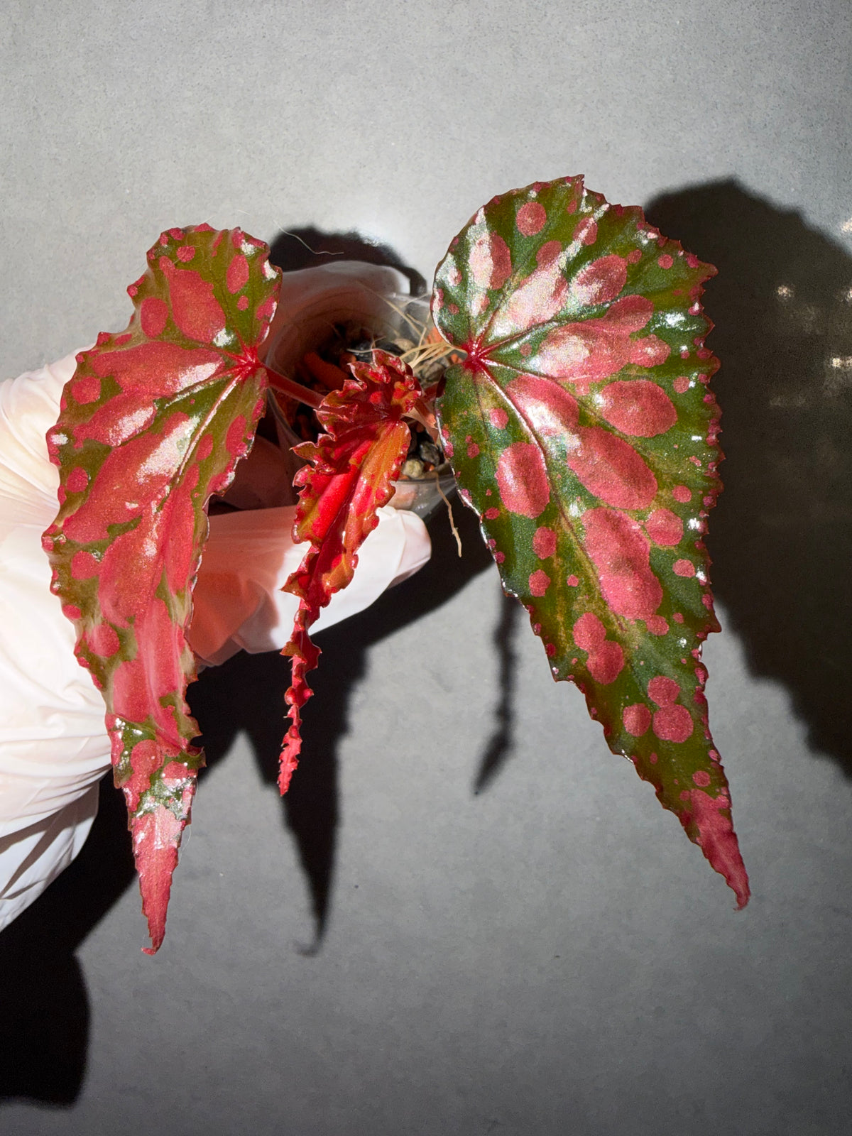 🖤Begonia ‘Lilith’