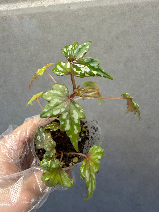 🌿 Begonia Dregei