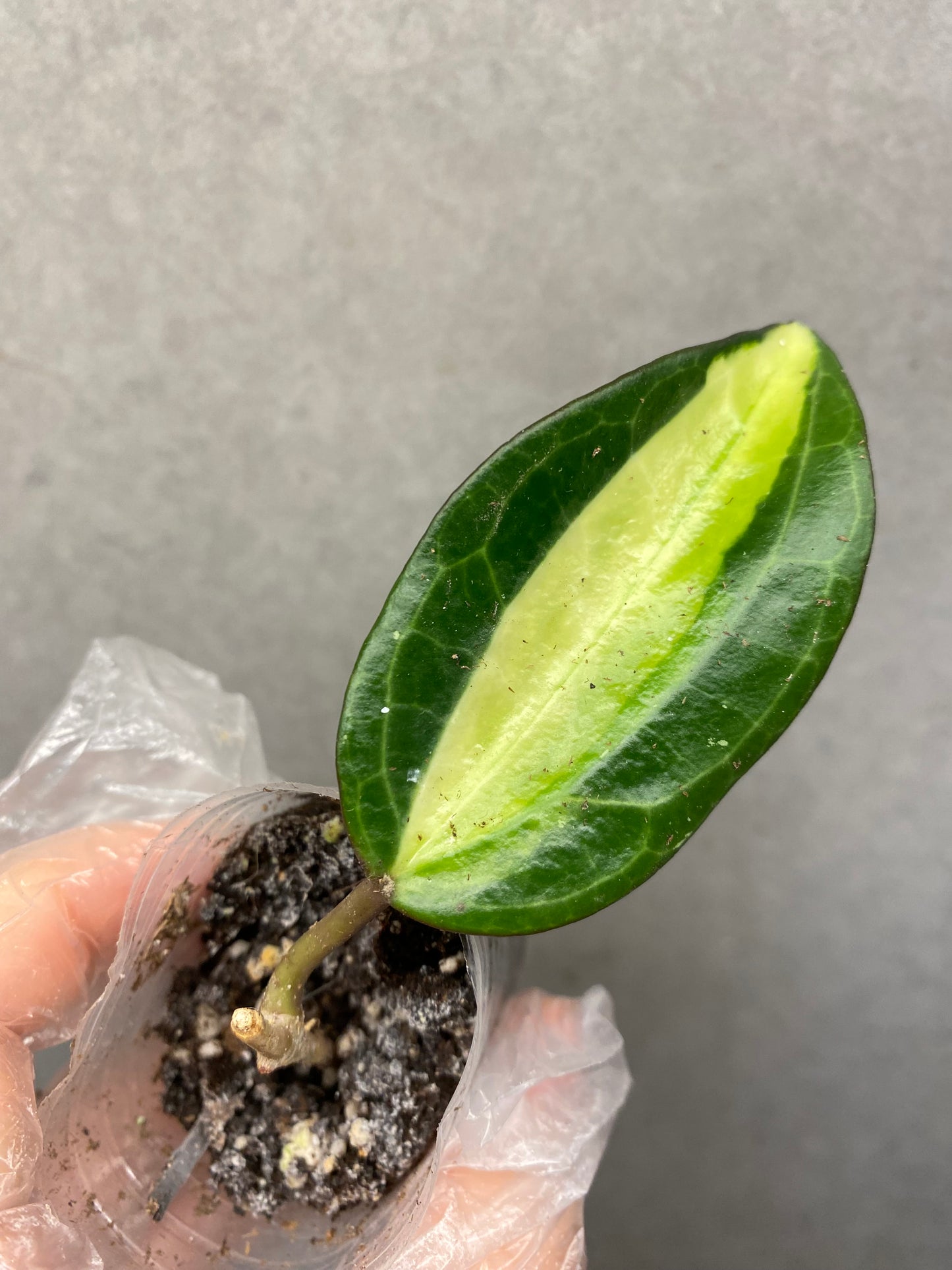 🌿 Hoya Combo (5 types)