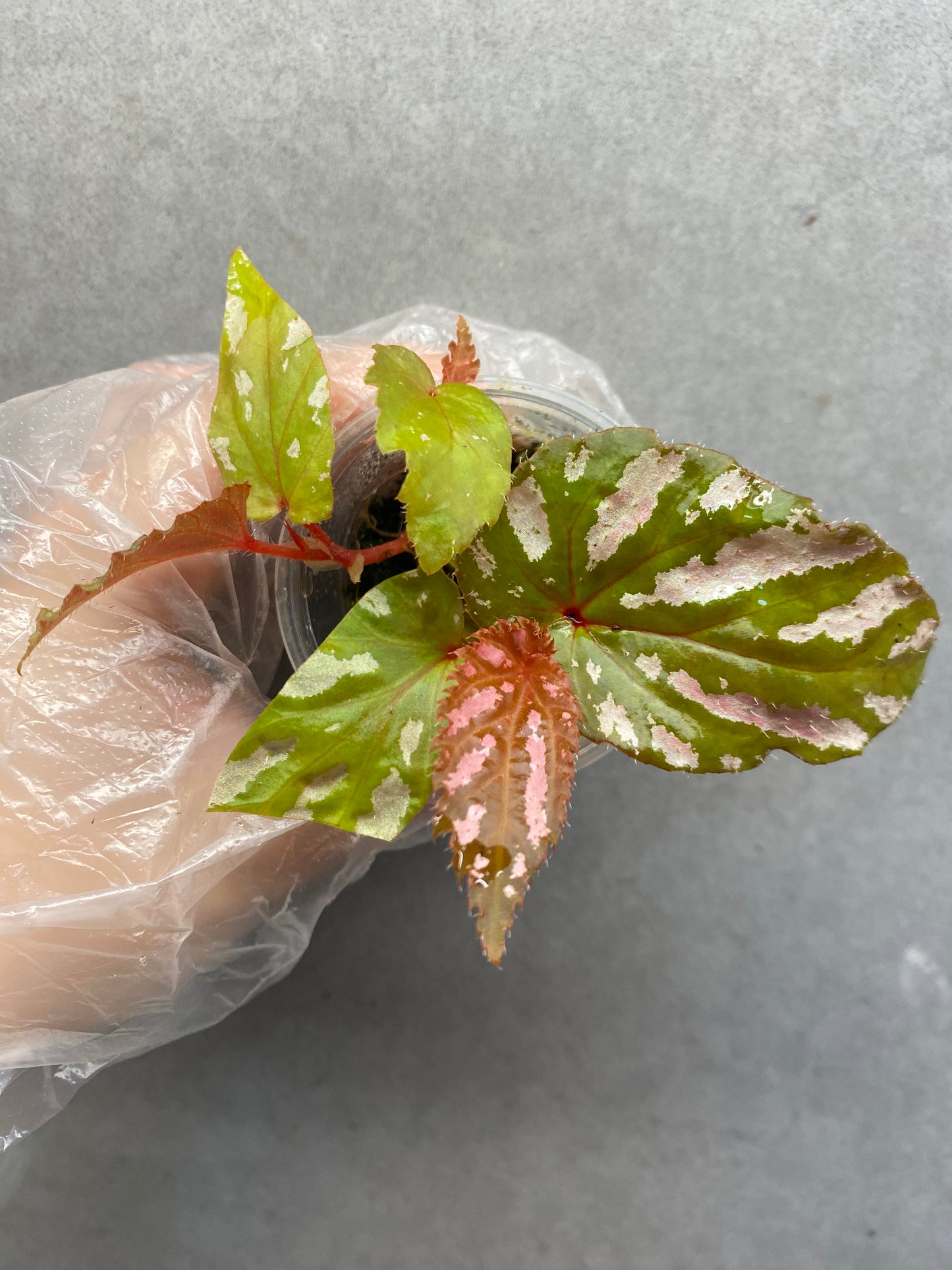 🌿 Begonia brevirimosa