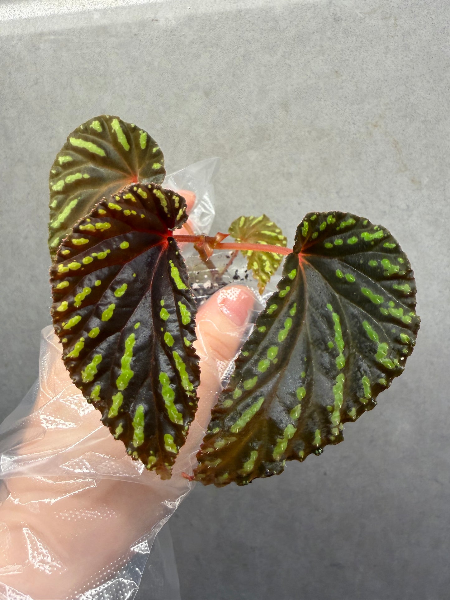 🌿 Begonia atricha