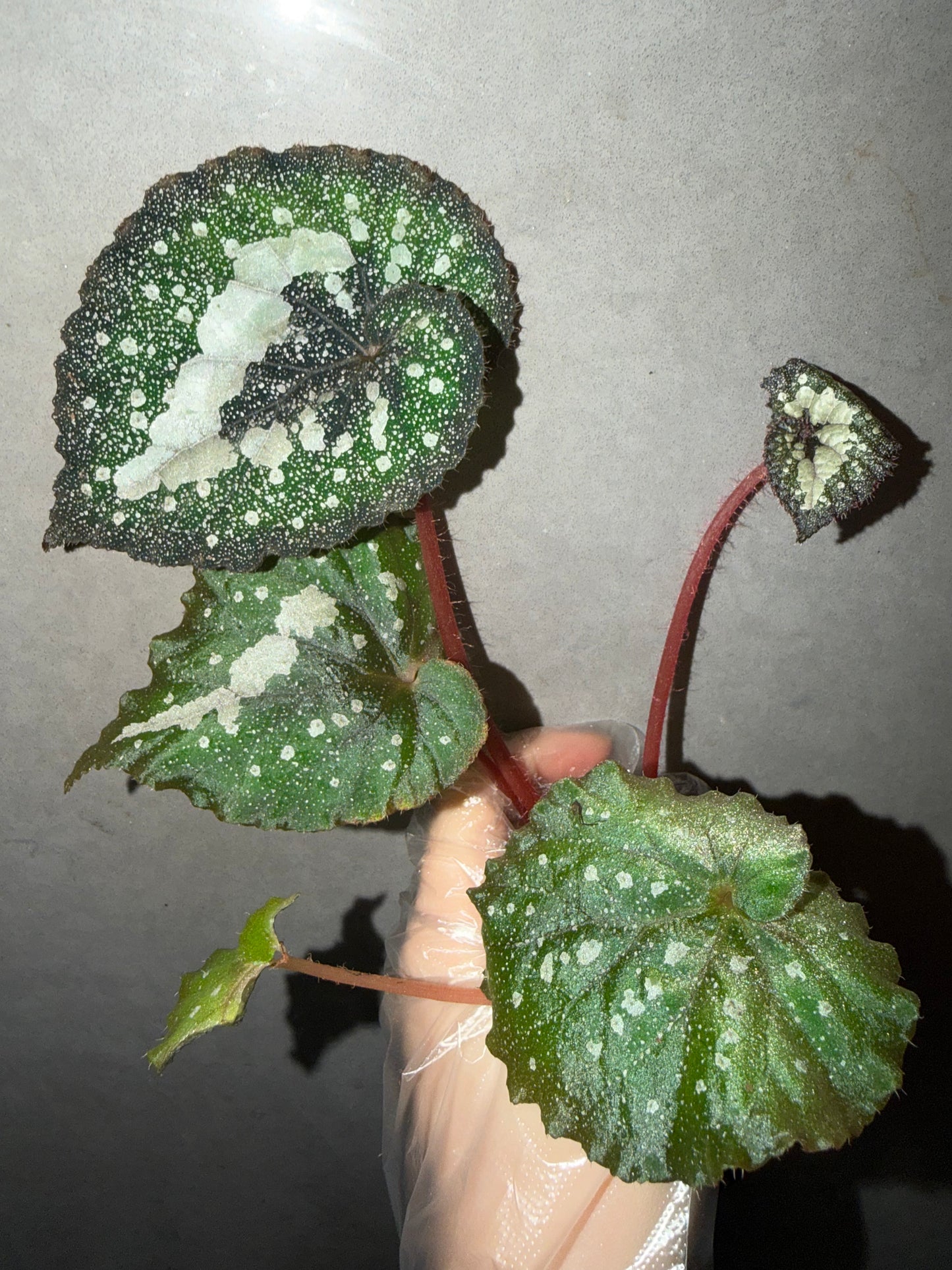 🌌Begonia 'Super Universe'