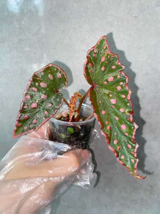 🌿 Begonia Darthvaderiana × Amphioxus