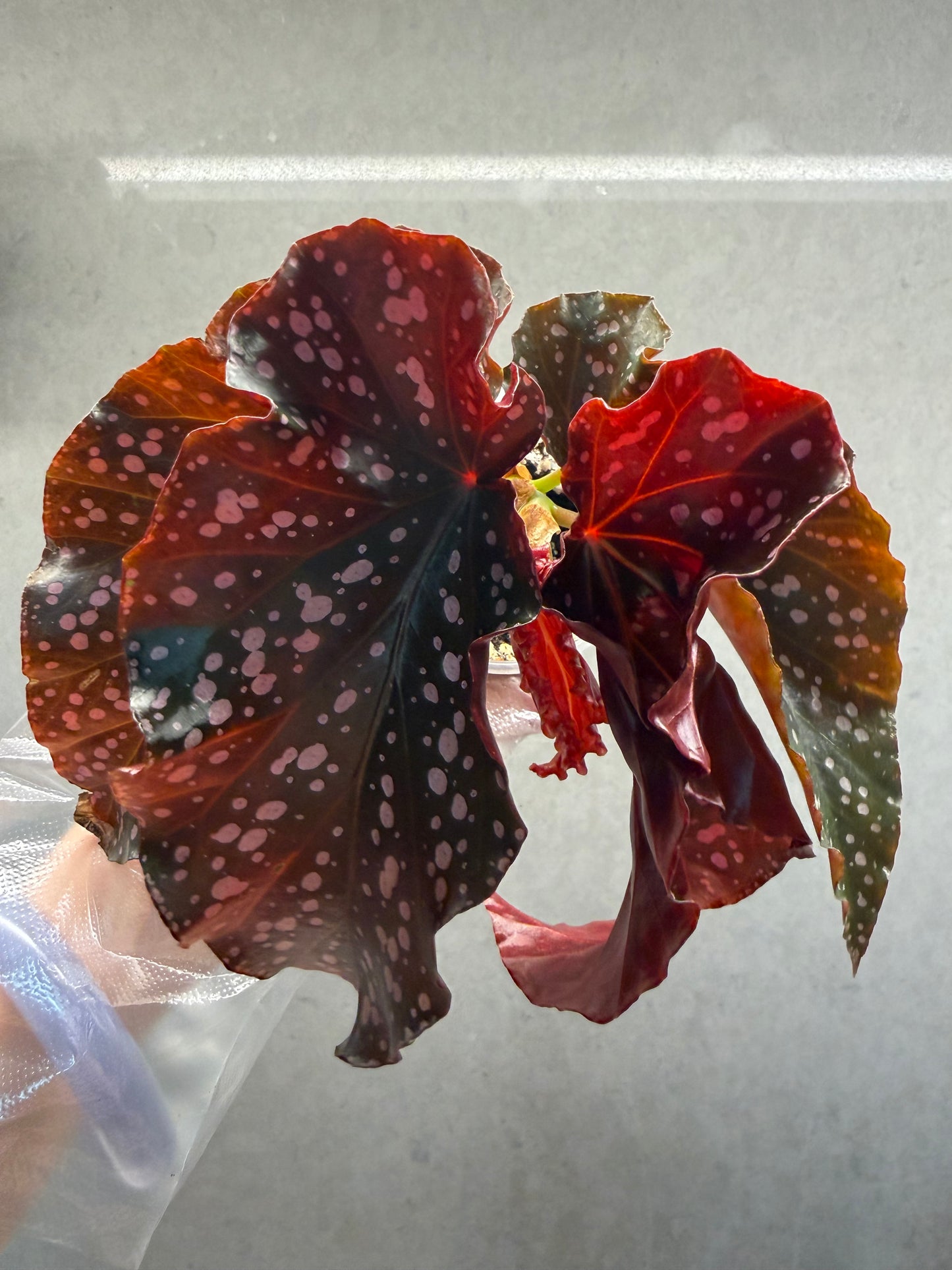 🌹Begonia ‘Cracklin Rosie