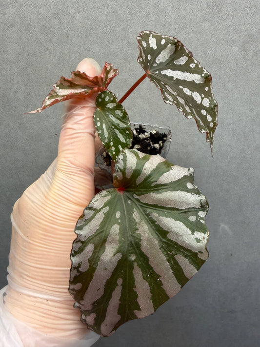 🌿 Begonia 'Down Home'