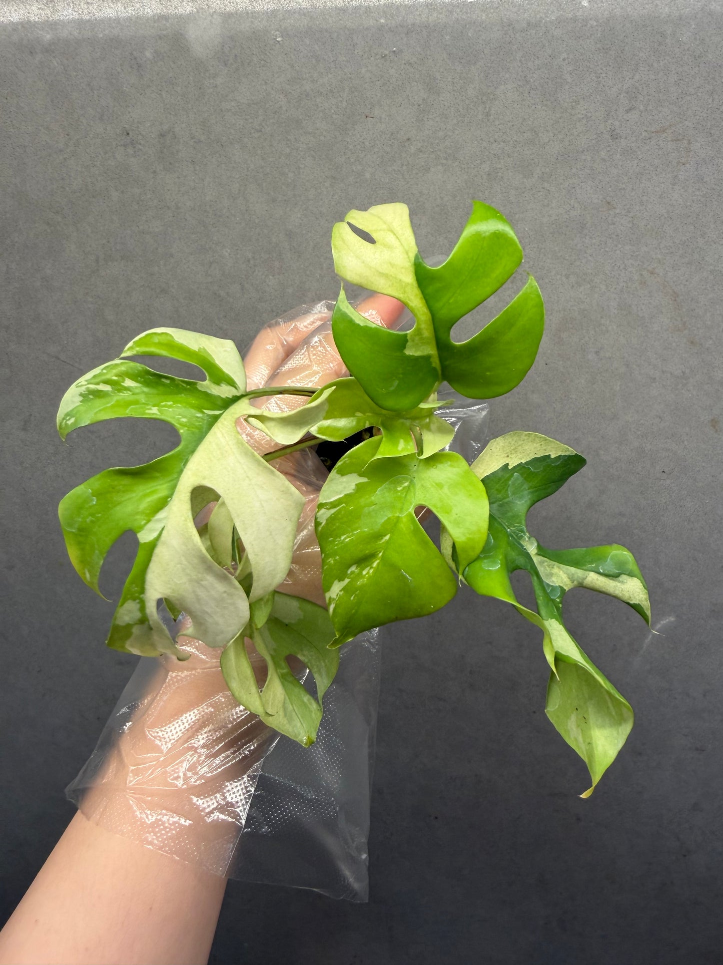 Rhaphidophora tetrasperma 'Albo Variegata'