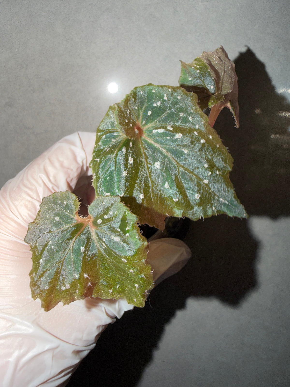 🌿 Begonia ’Ikazuchi‘