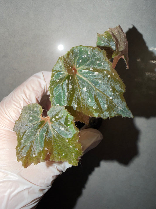 🌿 Begonia ’Ikazuchi‘