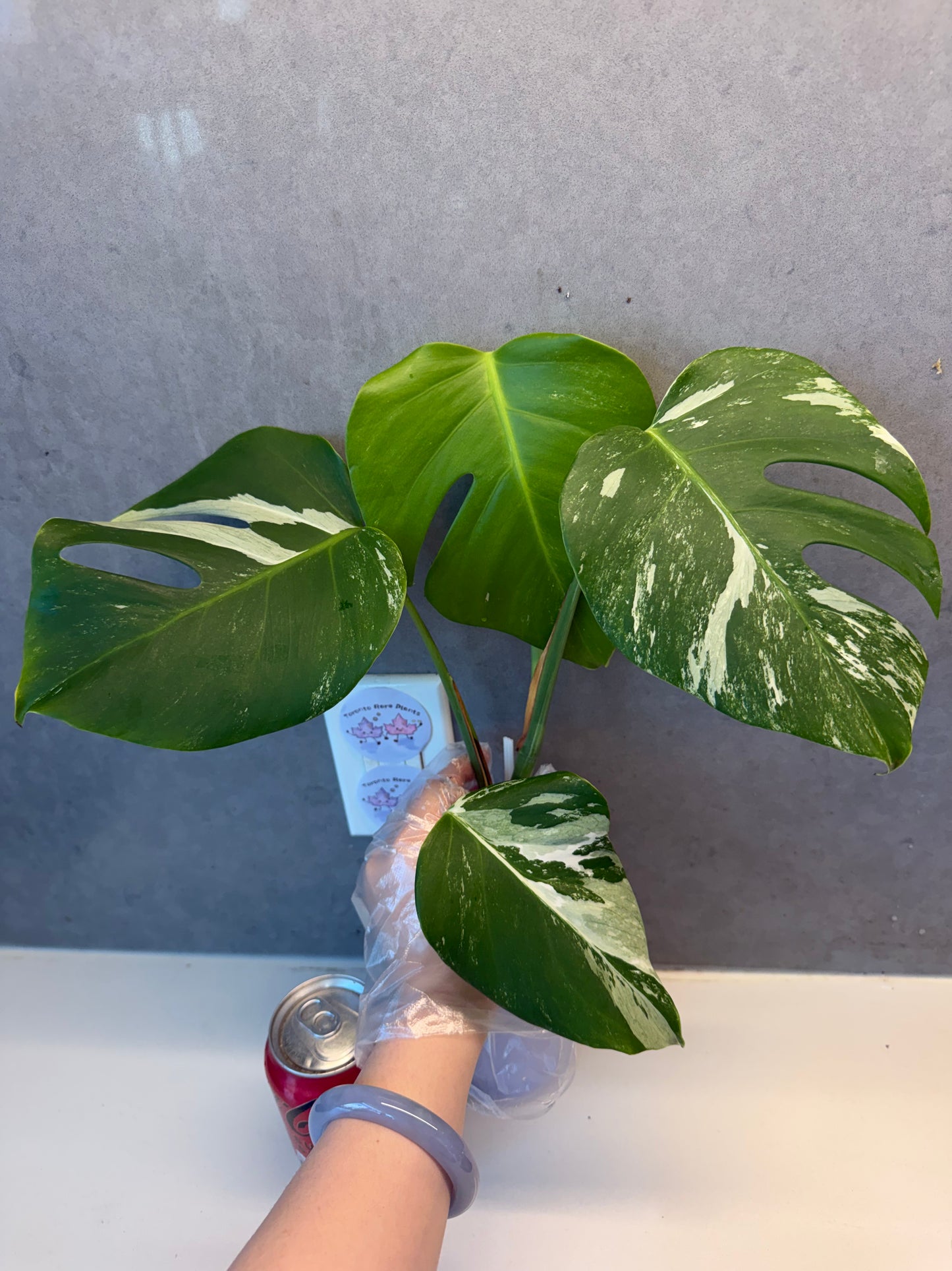 🌿Monstera Albo