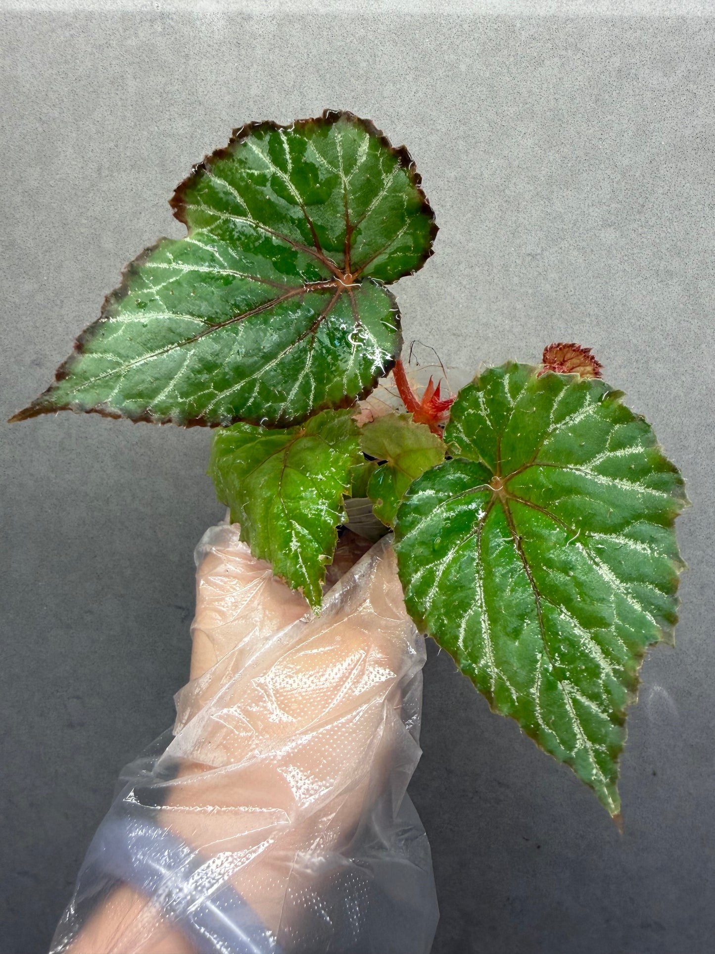 🌿Begonia 'Miss Louisiana