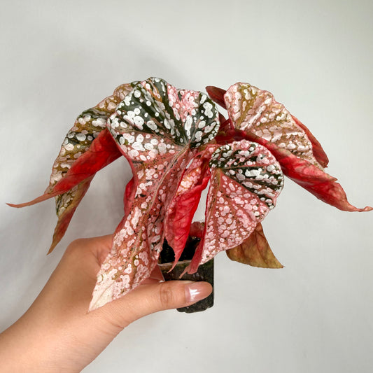 Begonia  SnowCapped Variegated