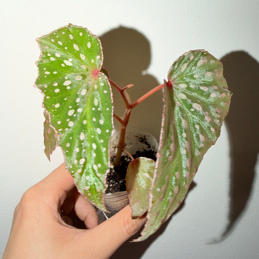 🌿 Begonia malachosticta