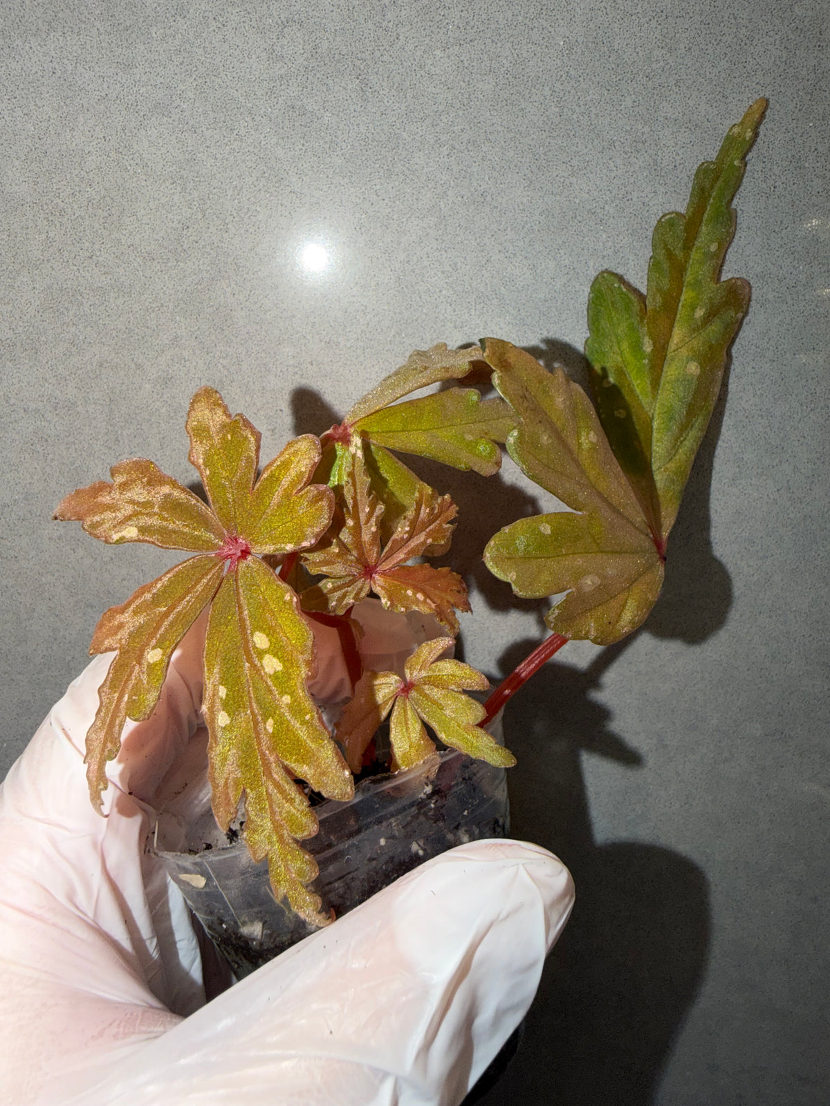 🌿Begonia  polilloensis Hybrid 🦚✨