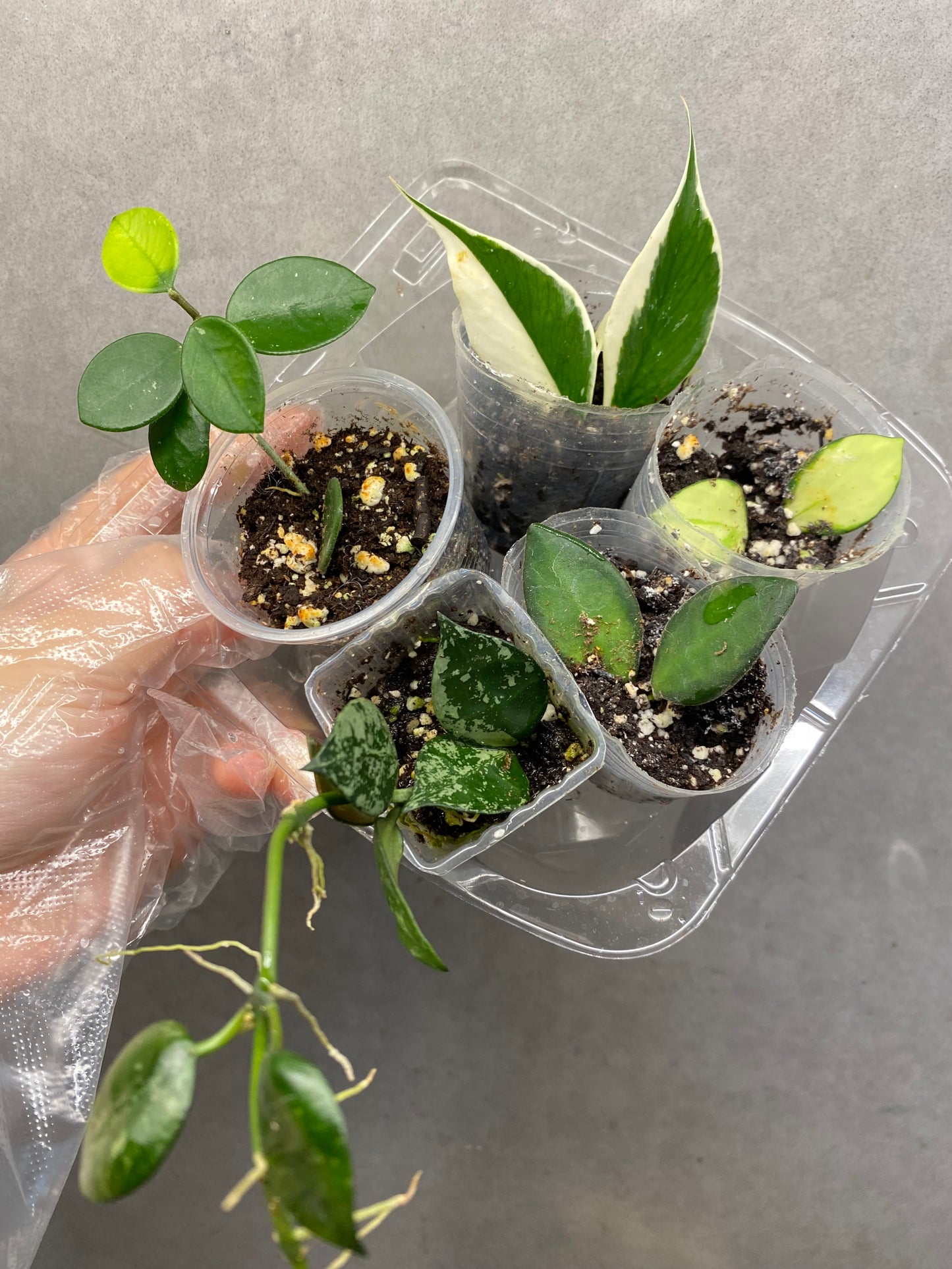 5 Hoyas combo 2️⃣