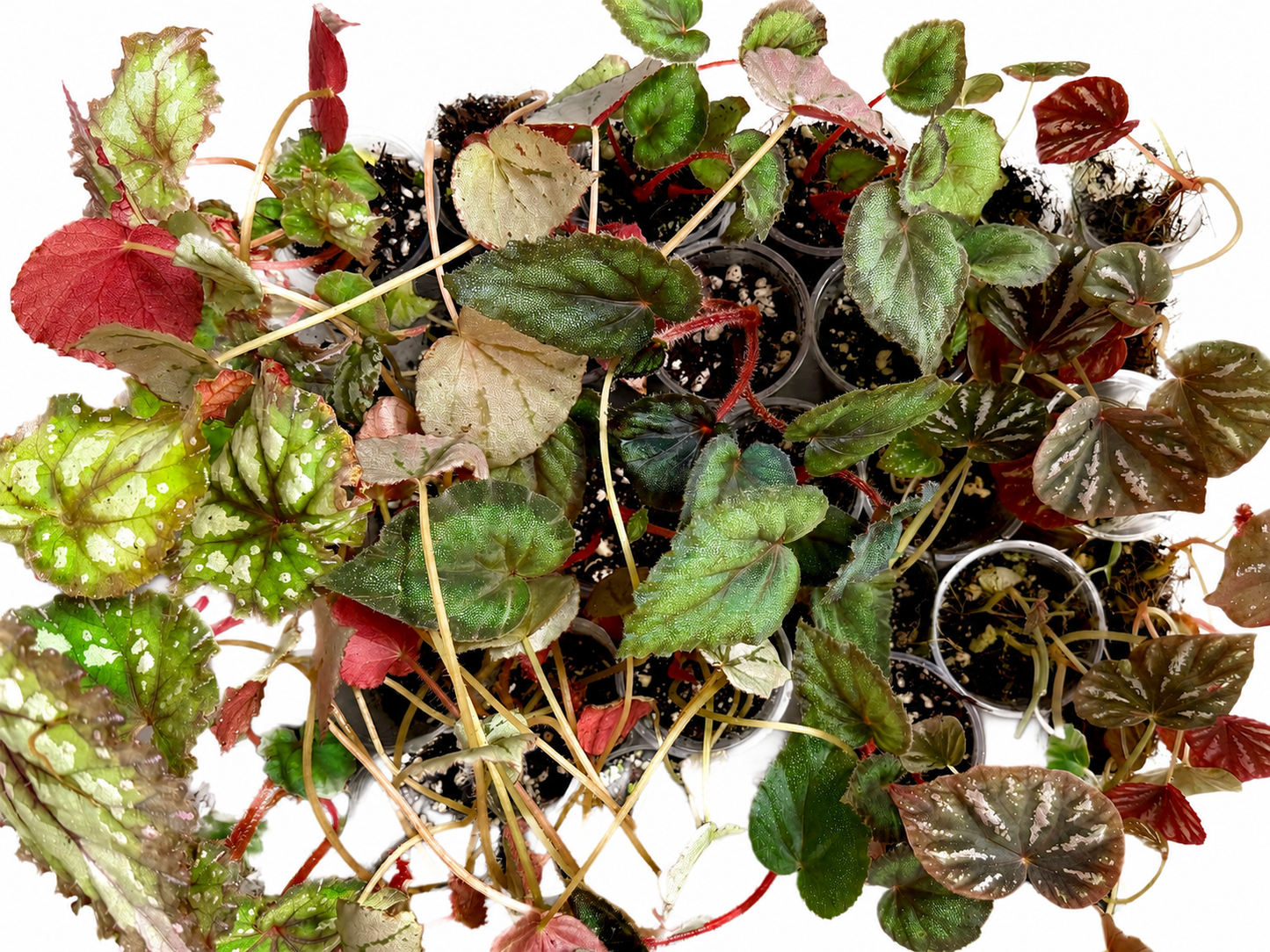 🌿Begonia 3 Combo（randomly selected）