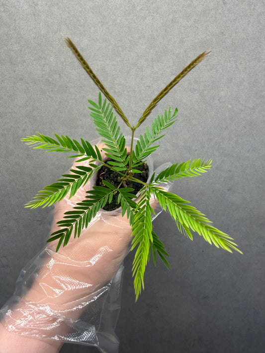 🌿 Cojoba arborea