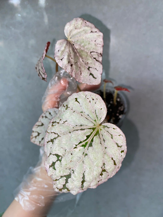 Begonia 'Silver Dollar'