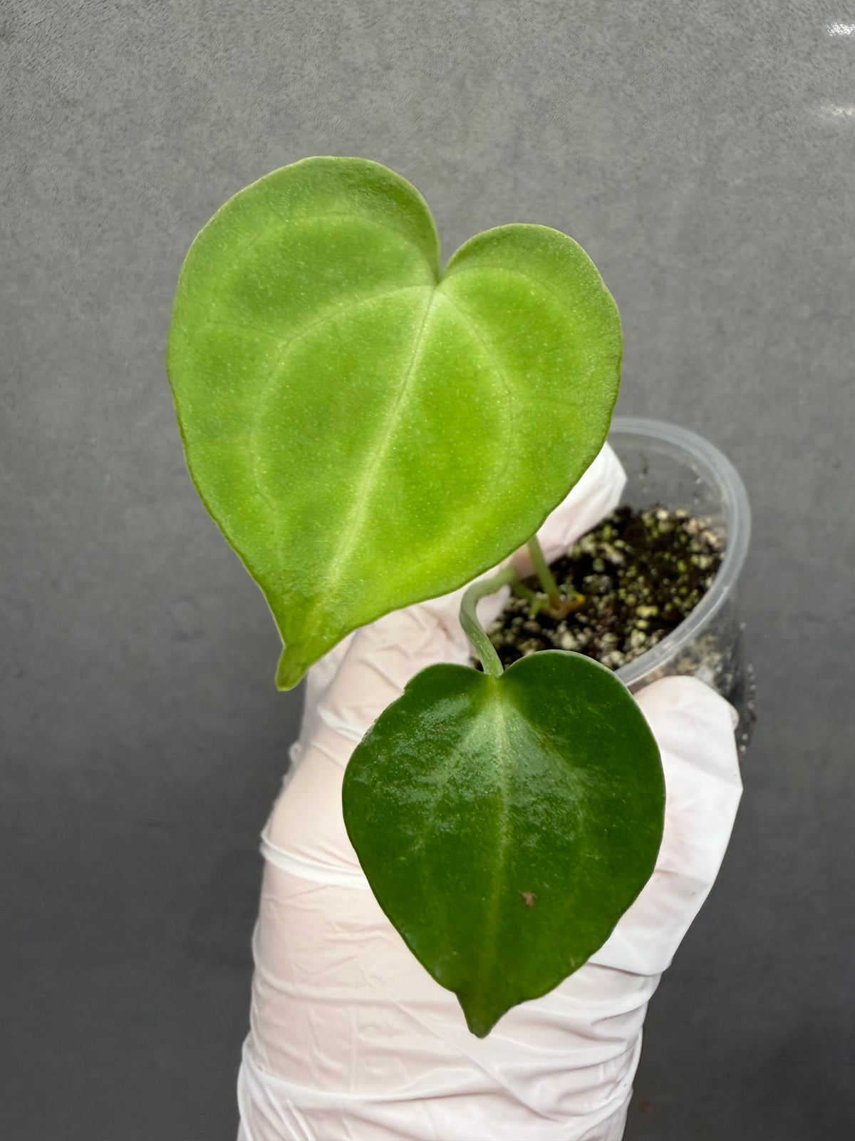 🌿Anthurium clarinervium *Delta Force
