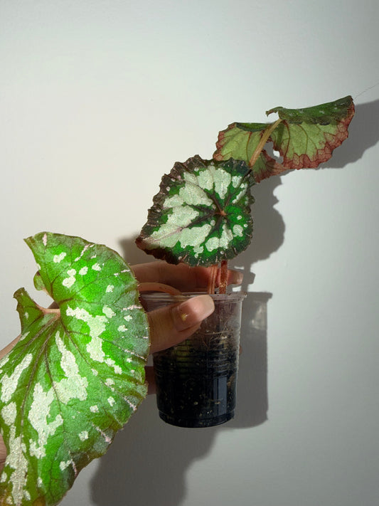 Begonia ‘Carnival’