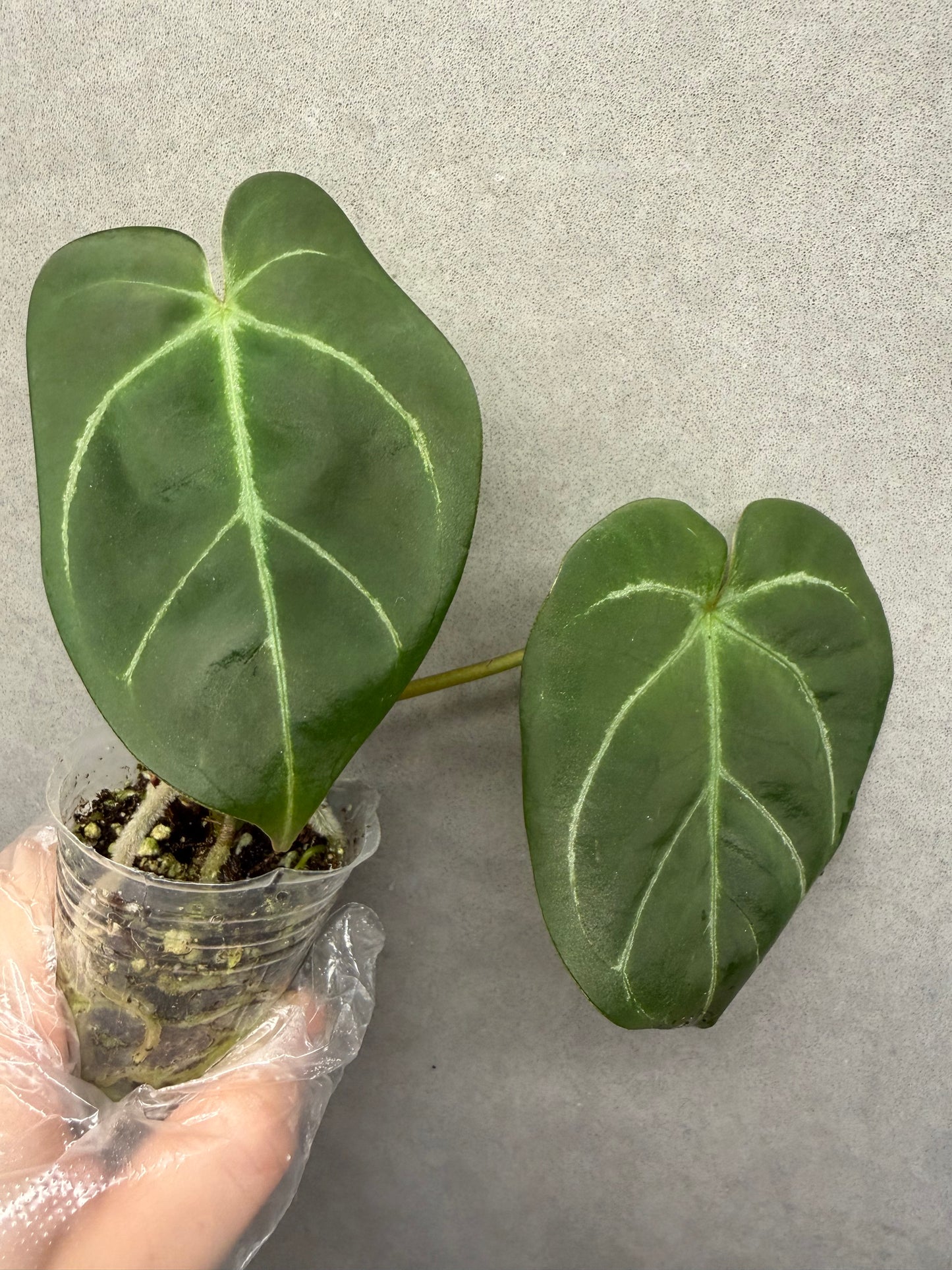 🌿Anthurium Kos *Black Crystallinum