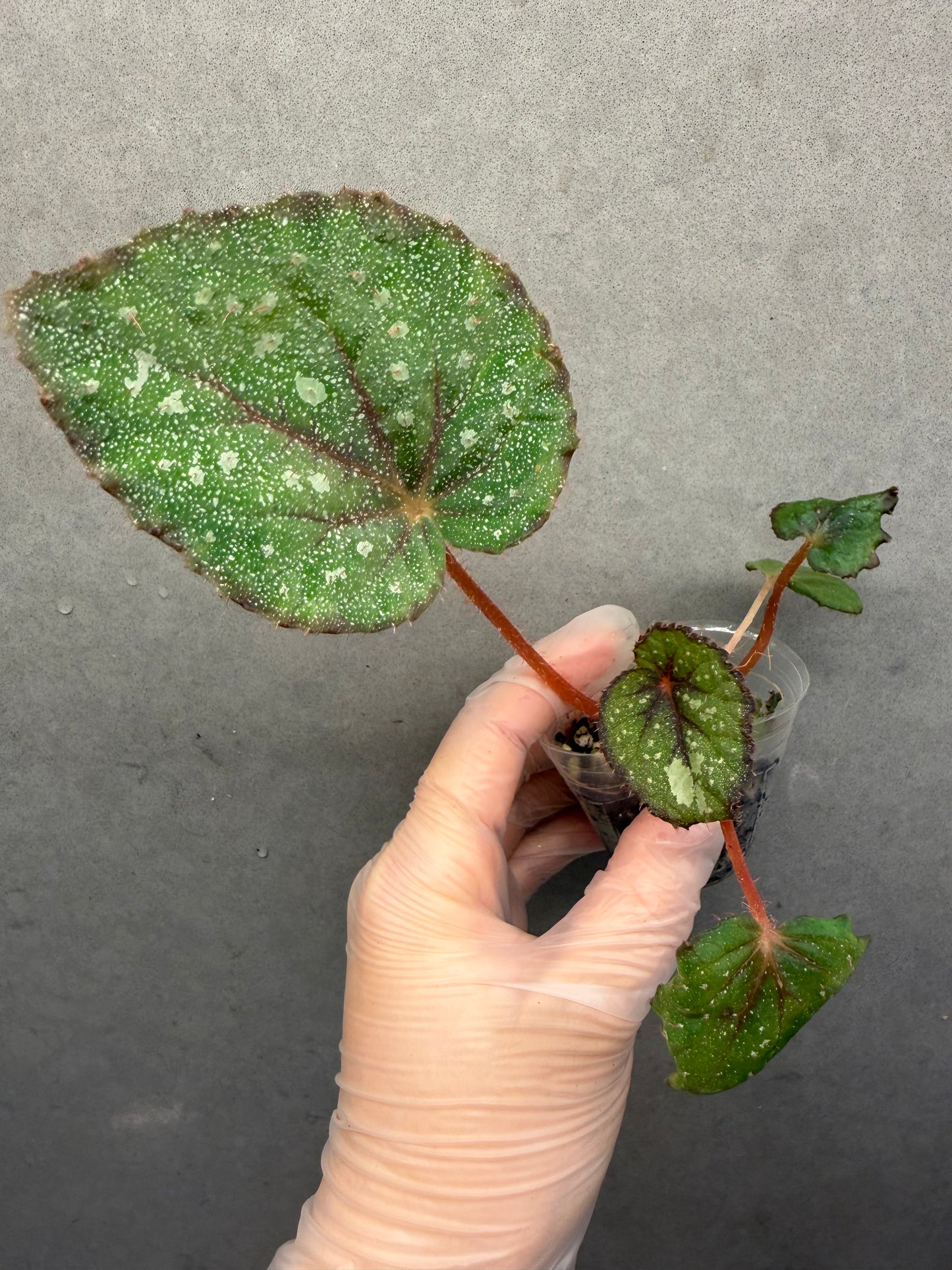🌿Begonia ’Morning Dew‘