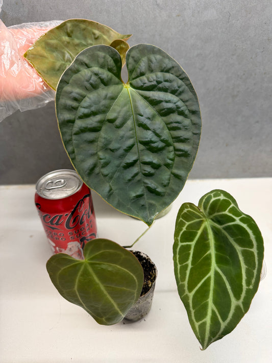 Lux*Papi+magnificum hybrid +Crystallinum