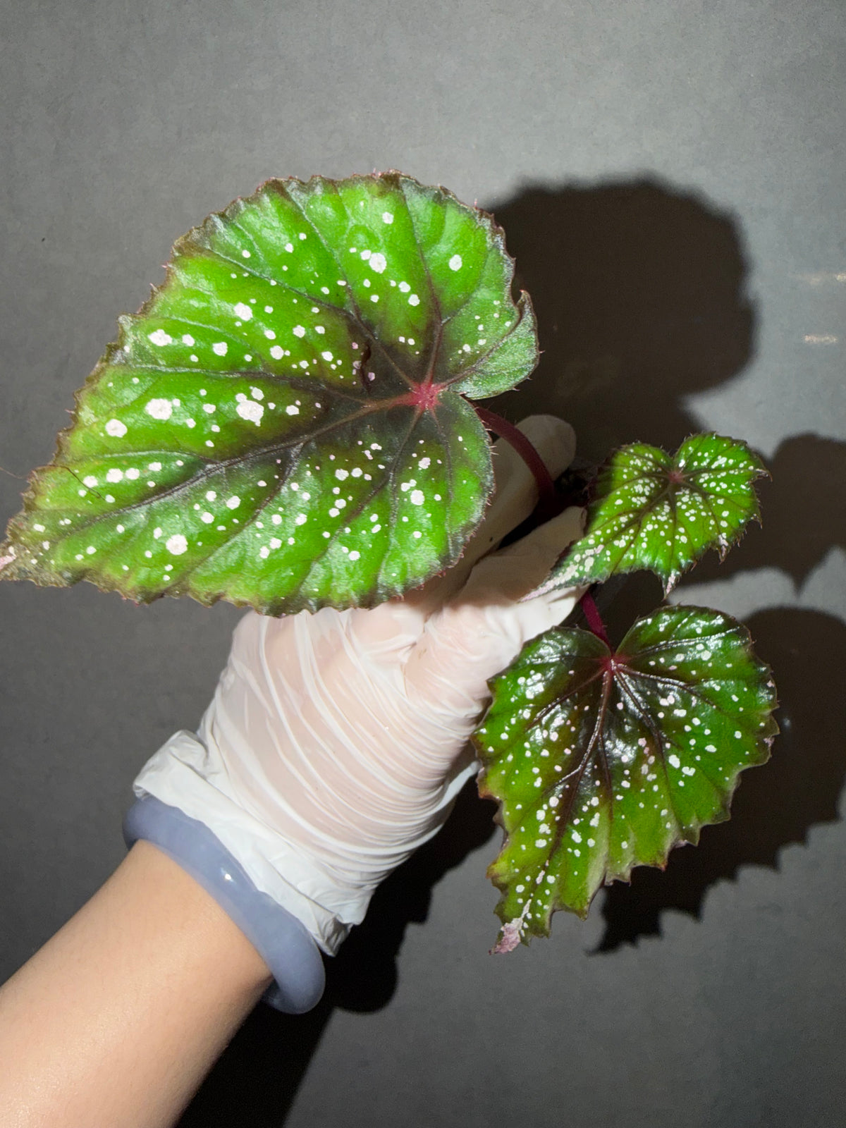 🌿Begonia ’African Jungle‘