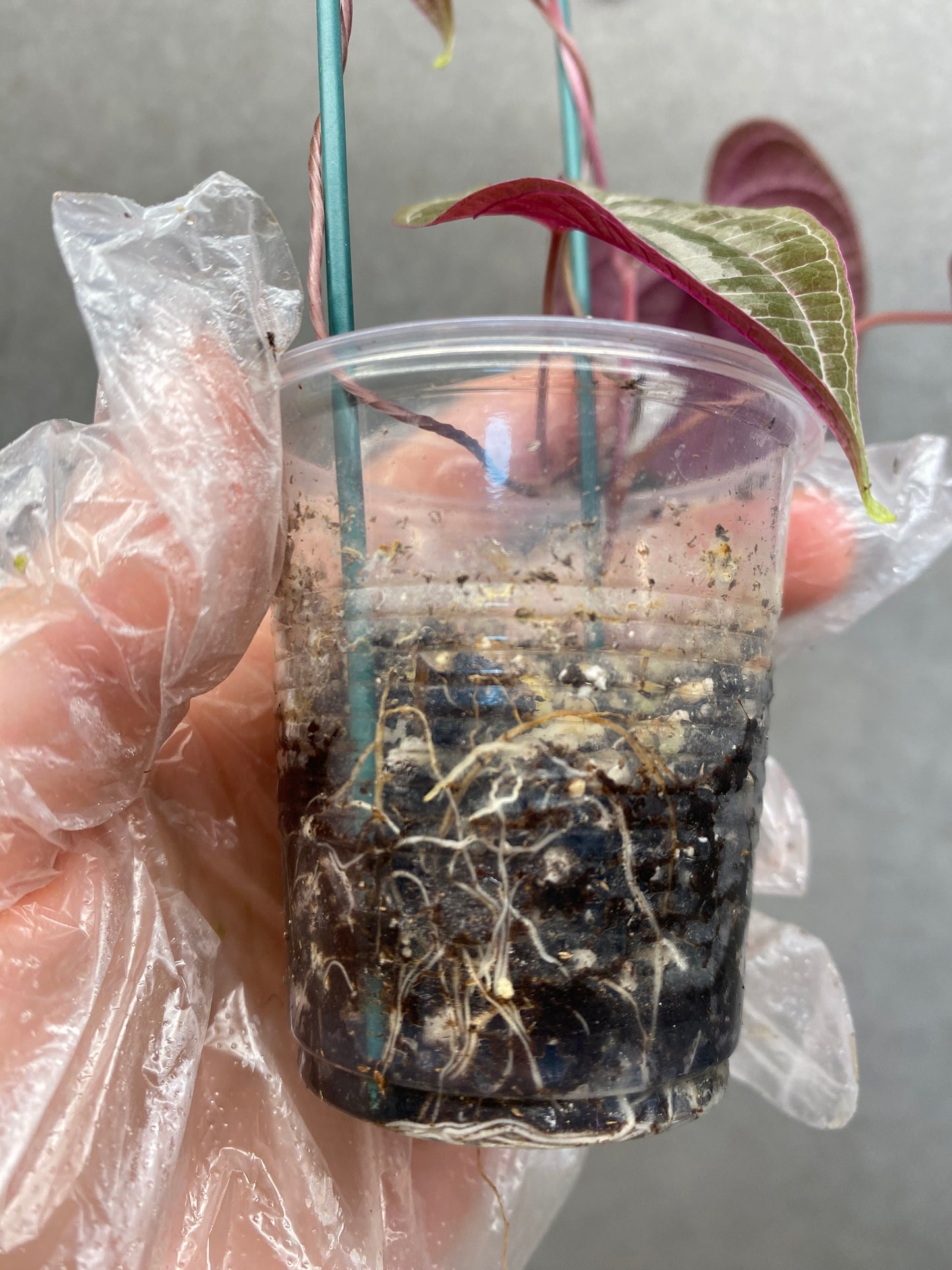 🌿 Dioscorea discolor