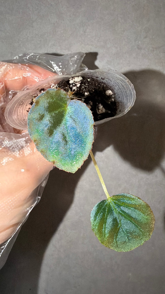 🌿 Begonia Rockii
