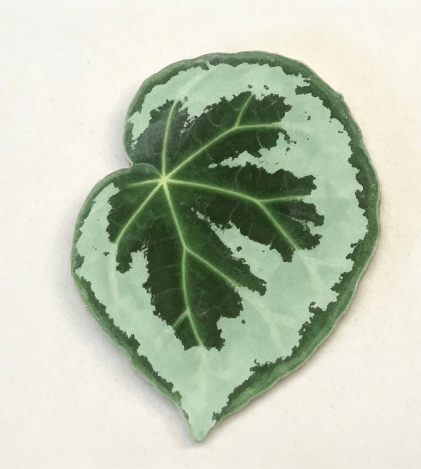 💜Begonia fridge magnet🩷