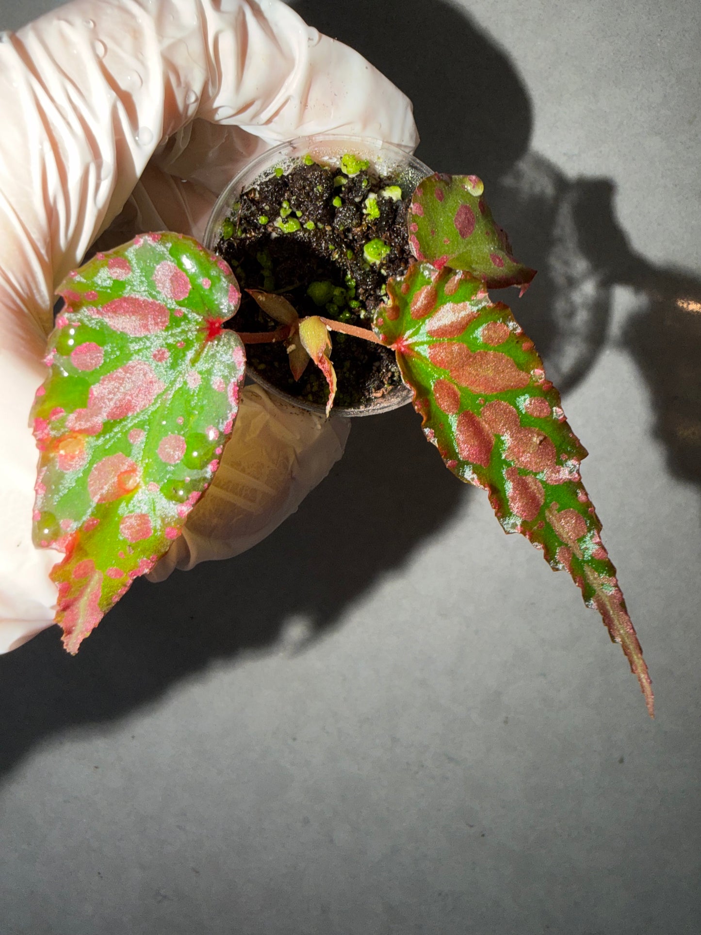 💗Begonia Amphioxus hybrid 🌶️