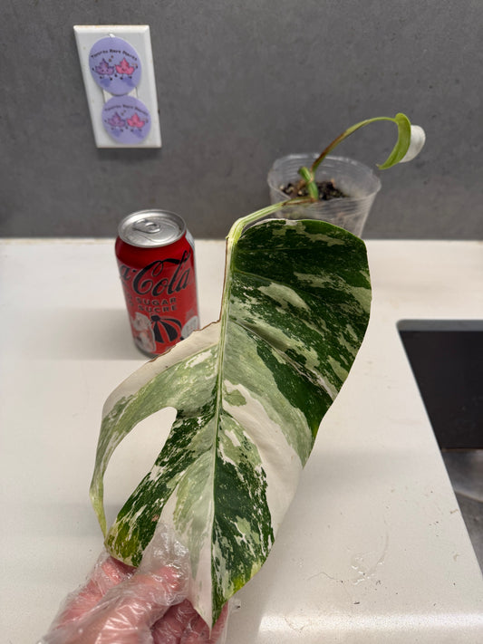 Monstera Albo（2 leaves, half moon, base)