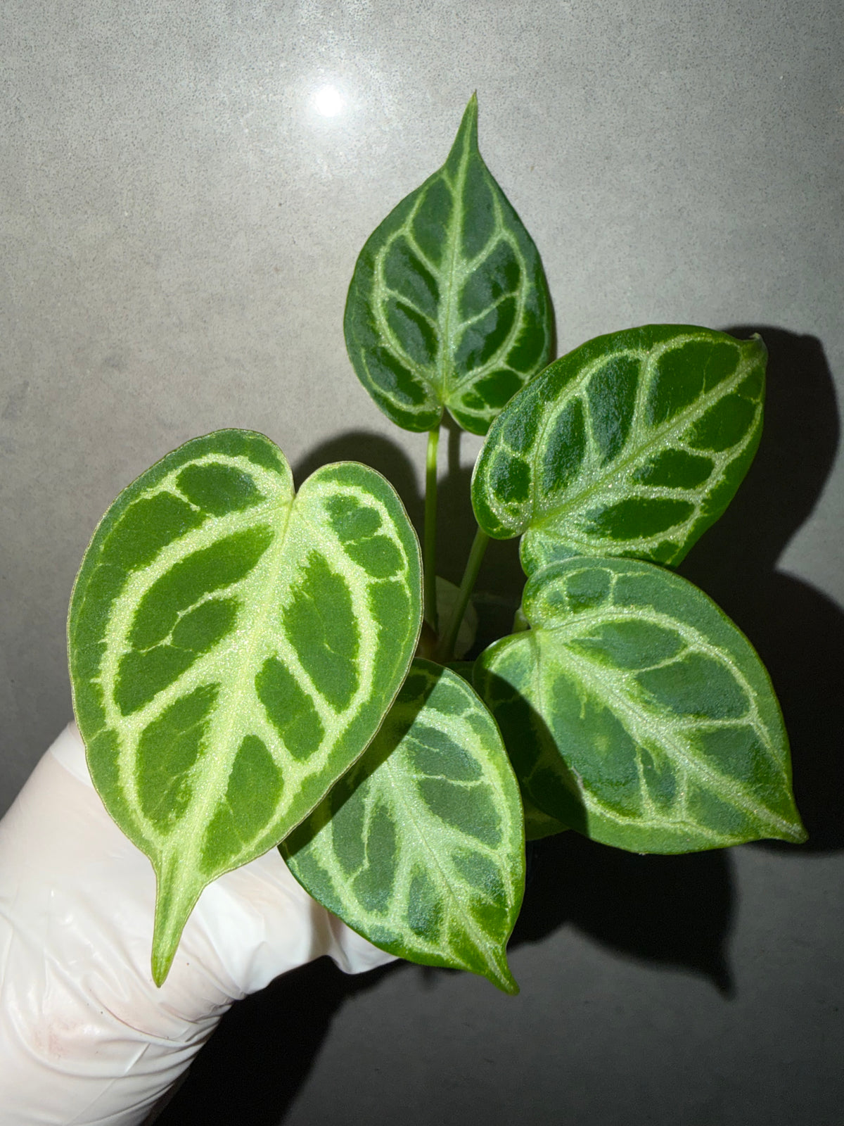 🌿 Anthurium Dorayaki