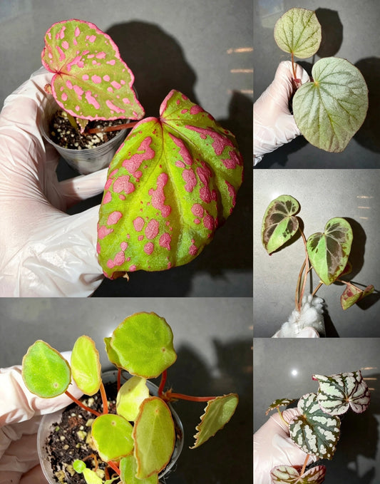 Begonia 5 Combo：Roseopunctata➕ scapigera➕U508➕ burkillii green form➕ Silver Dollar