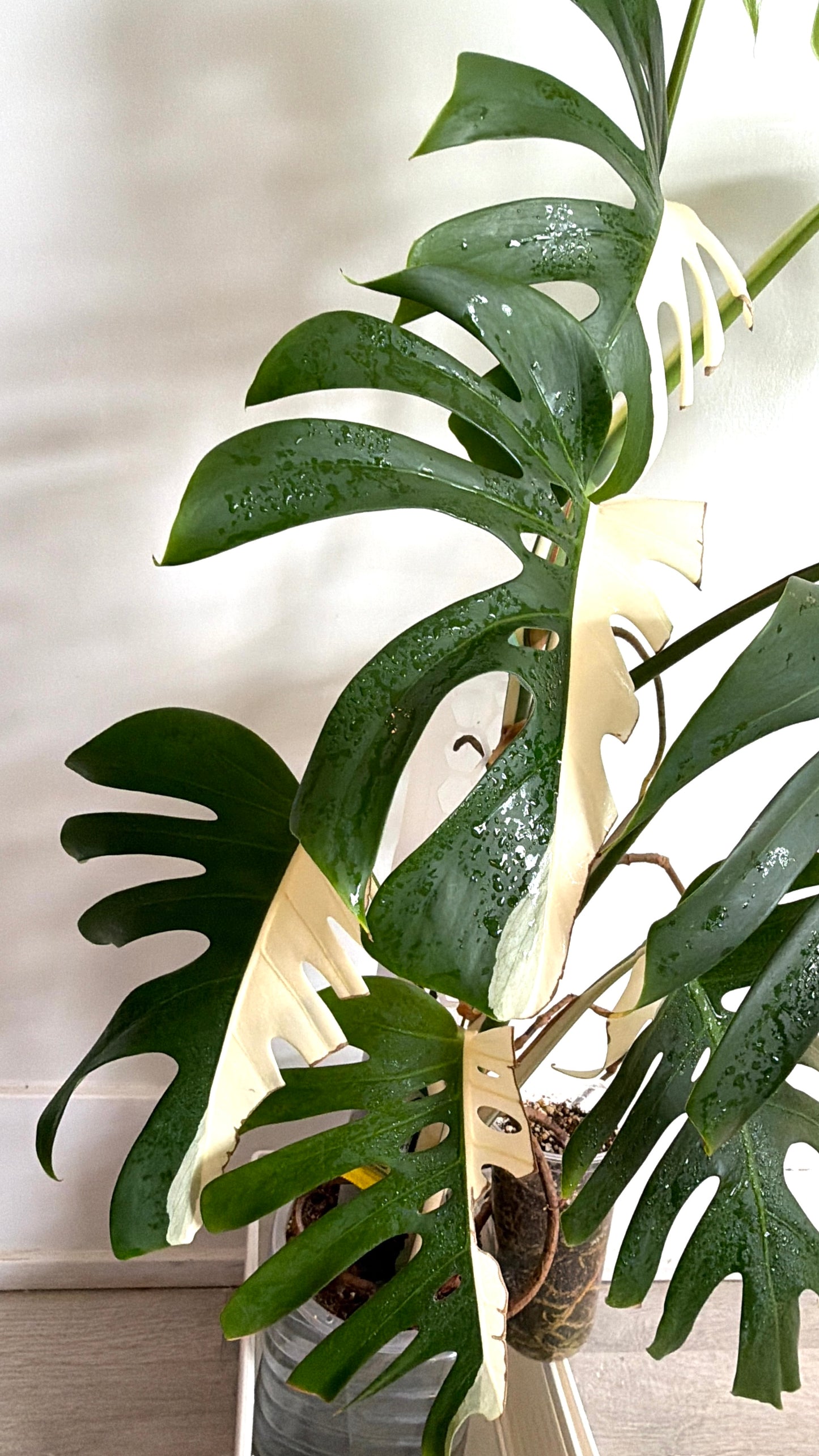 🌿Monstera Half Moon Albo（Only GTA）