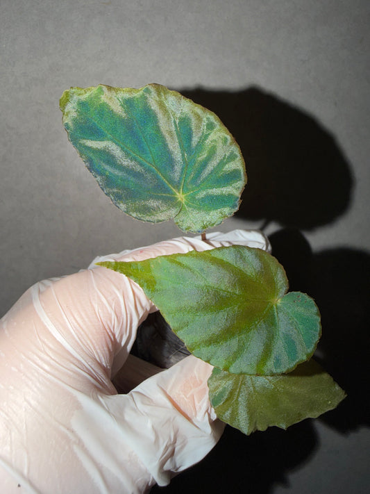 🦚 Begonia Pavonina