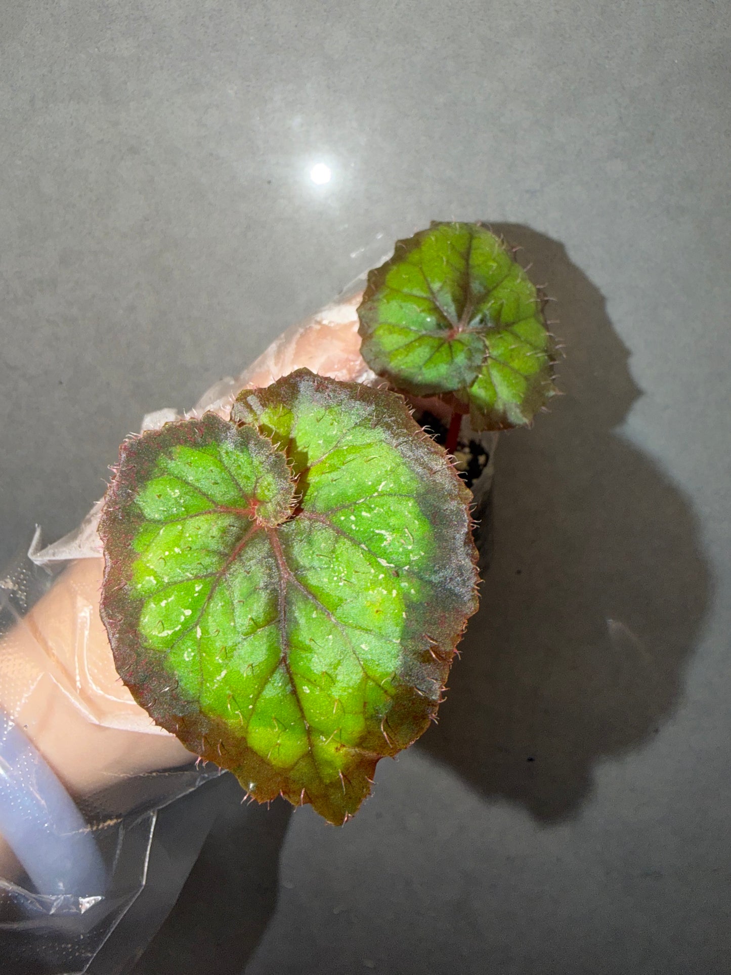 🖤Begonia Black Queen