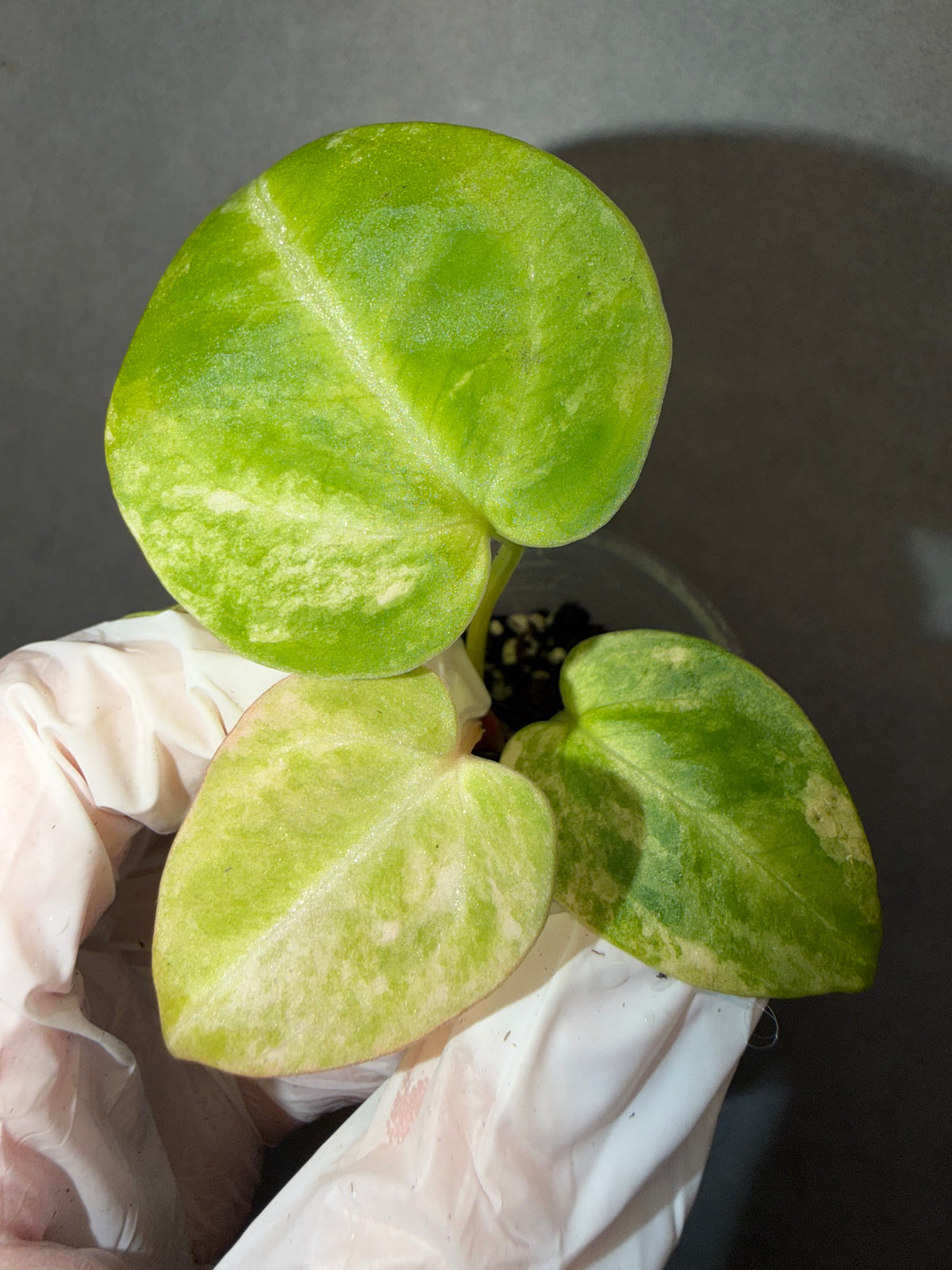 🌿Anthurium magnificum Variegata