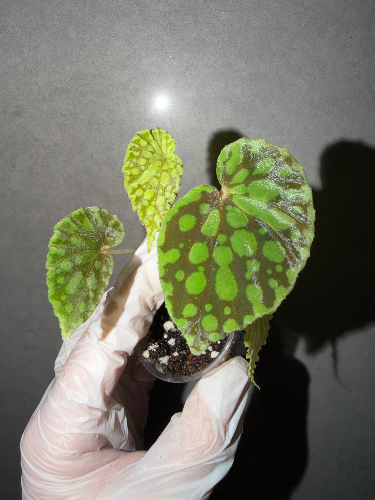 🟢 Begonia chlorosticta