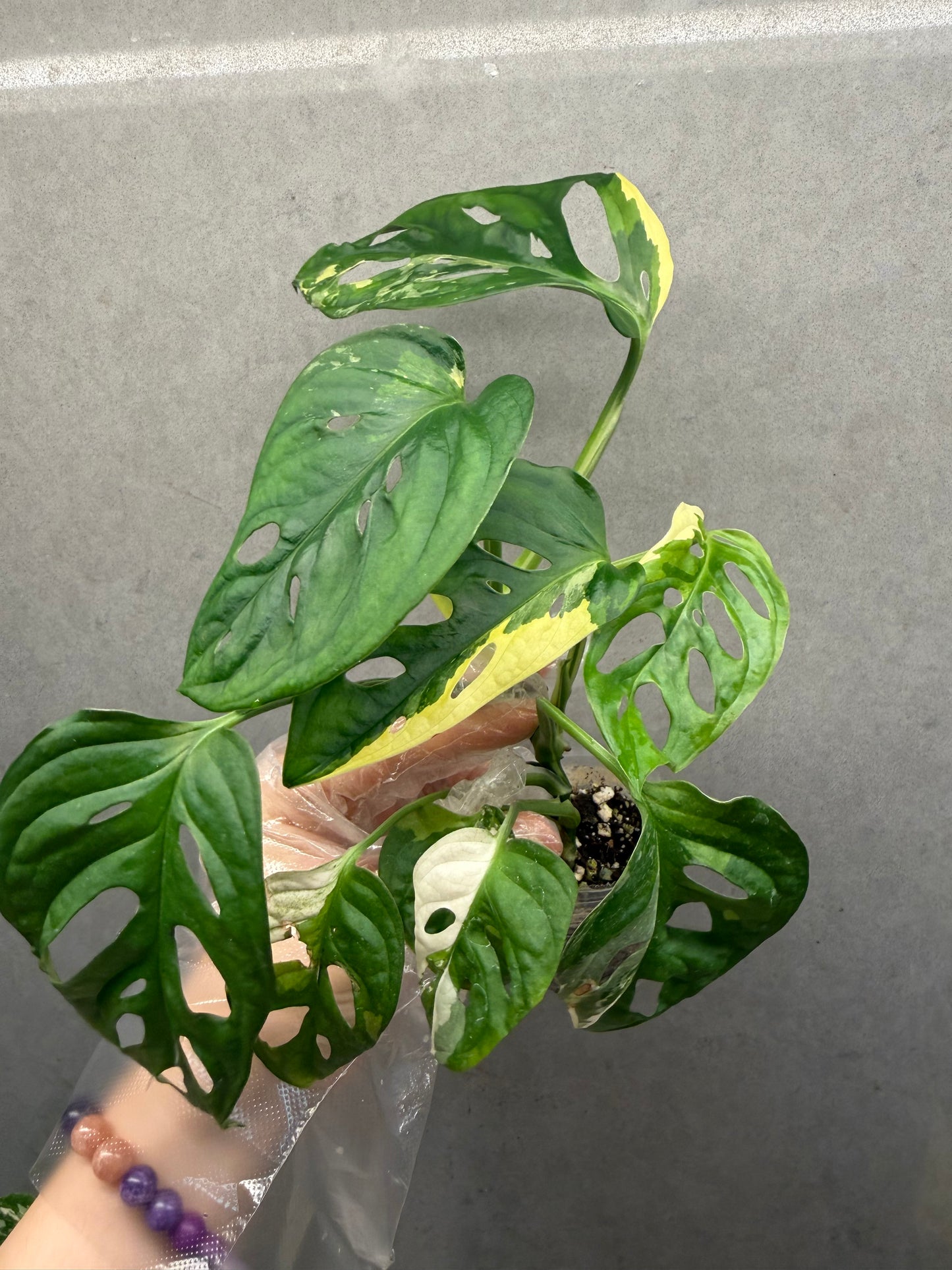 🌿 Monstera Adansonii Albo