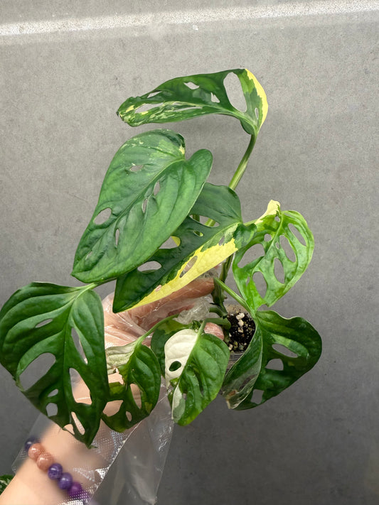 🌿 Monstera Adansonii Albo