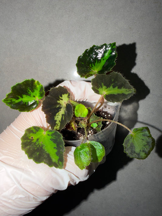 🌿Begonia rhizomatous ’Spotlight‘