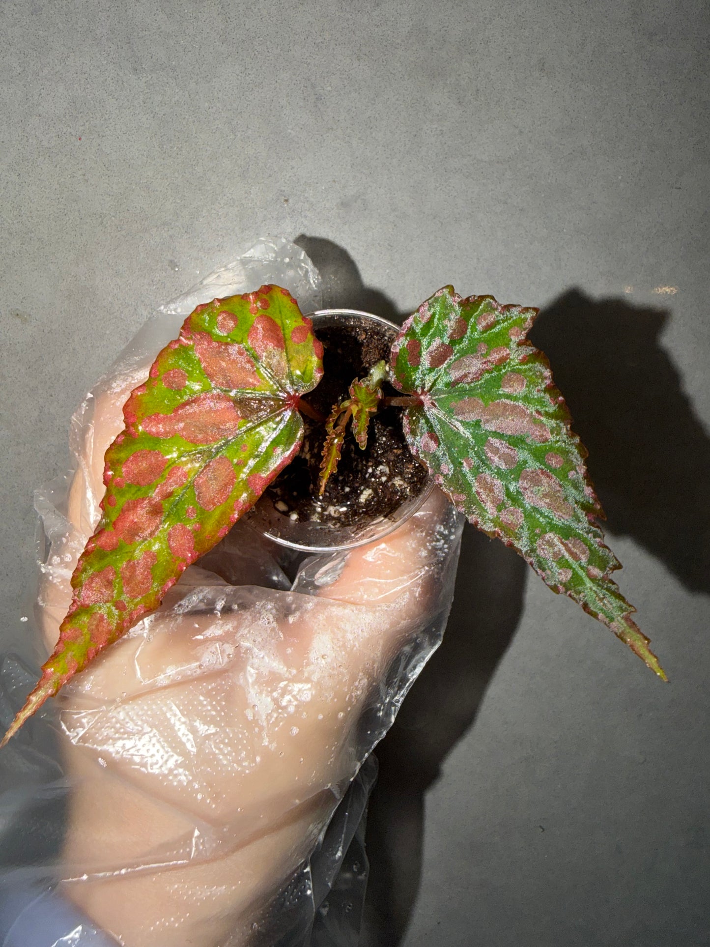 💗Begonia Amphioxus hybrid 🌶️