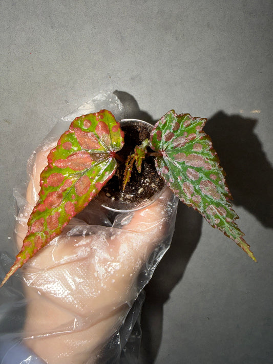 💗Begonia Amphioxus hybrid 🌶️